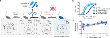 Draps, serviettes de toilettes, nappes, peignoirs et autres a moitié prix ! Orthogonal Translation Enables Heterologous Ribosome Engineering In E Coli Nature Communications
