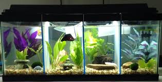 My 20 Gallon I Split It Into 4 Slots For The First Time Since I Got It And It S Working Out A Lot Better Than It Betta Aquarium Betta Fish Tank Betta Breeding