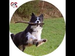 border collie yavrulari https www kopekkulubu com border collie htm 05323438041 border collie fiyatlari yavru ozellikleri dunyanin in 2021 border collie collie dogs