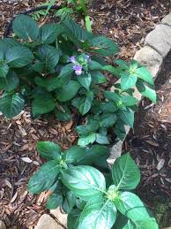 Image result for Barleria sp. D (near holubii)