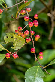 Image result for Flacourtia