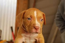 Check spelling or type a new query. 64 Red Nose Pitbull Wallpaper On Wallpapersafari
