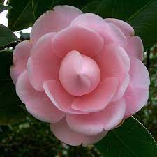 Lady St Clair Camellia Flower Camellia Flowers