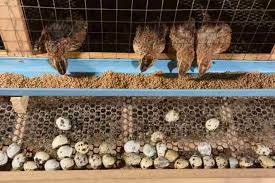 Burung puyuh atau gemak memang menjadi hewan ternak yang saat ini cukup menjanjikan. Syarat Wajib Untuk Membuat Kandang Burung Puyuh Ternak Artikel Pertanian Terbaru Berita Pertanian Terbaru