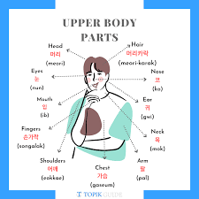 It is a flat bone that articulates with the clavicle and the costal cartilages of the upper 7 ribs (true ribs), while the 8th, 9th and 10th ribs (false ribs) are indirectly attached with sternum via costal cartilage of the ribs above. Complete List Of Body Parts Vocabulary In Korean Topik Guide