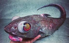Grenadiers, better known as rattail fish, live deep in the arctic and antarctic ocean waters. These Scary Photos Of Deep Sea Fish Will Change How You See The Ocean