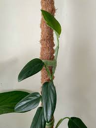 Munnozia pinnatipartita is a species of flowering plant in the family asteraceae. Monstera Pinnatipartita Explore Tumblr Posts And Blogs Tumgir
