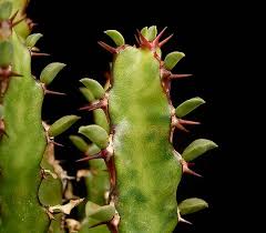 Image result for Euphorbia jubata
