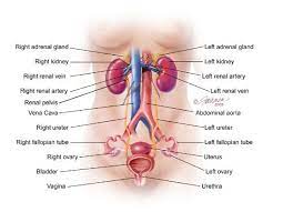 Reproductive Female Anatomy Referencing The Female Reproductive Organs In Location To Other Major Internal Structures Suc Interstitial Cystitis Renal Cystitis