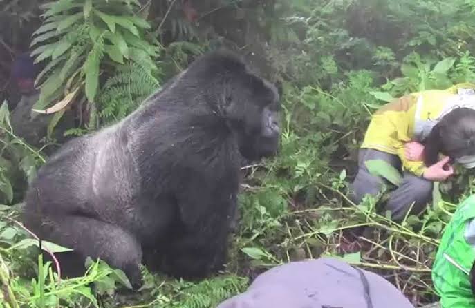 Are mountain gorillas friendly- Bwindi Impenetrable Forest National Park