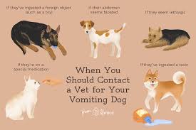 When to take your dog to the vet for vomiting? What To Do If Your Dog Vomits