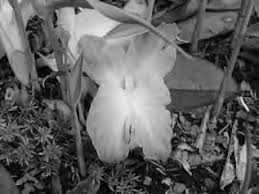 Image result for Habenaria pasmithii