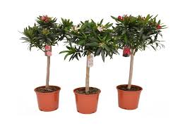 Da nerium oleander deutlich anfälliger auf umwelteinflüsse über den winter ist, sollten sie immer auf einen winterschutz setzen. Nerium Oleander Op Stam Tuincentrum Pelckmans