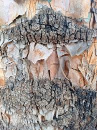Image result for Eucalyptus torelliana