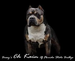 Stark is an adorable young guy 12 weeks old, he gets along with other home pets, his worming has been done routinely, he is current on shot and all his papers are up to date, he is friendly to strangers and gets along with kids, he is abkc registered, he. Xl American Bully Breeders In Florida Florida State Bullys