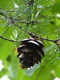 Image result for Pseudovigna