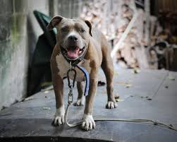 Check spelling or type a new query. Should Ontario Lift Its Ban On Pit Bulls The Star