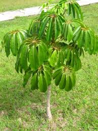 Image result for Allophylus