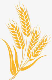 Cartoon Wheat Wheat Chinese Herbal Chinese Wind Herbs Png Transparent Clipart Image And Psd File For Free Download Wheat Drawing Flower Backgrounds Baby Clip Art