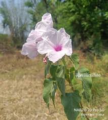 Image result for Convolvulaceae
