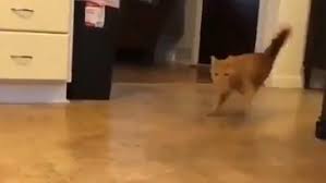 Konusan Kediler En Komik Kedi Videolari