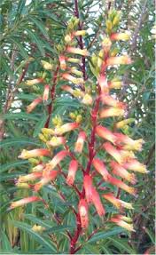 Best candy corn vine from lisa bonassin s garden what s blooming now candy corn. Giant Cigar Plant Candy Corn Plant Hummingbird Plants Almost Eden