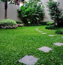 Kamu pun tidak perlu menyemai terlebih dahulu. 10 Cara Menanam Rumput Gajah Mini Dari Biji Secara Praktis Ilmubudidaya Com