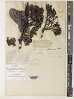 Image result for Maranthes floribunda