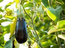 They can be planted in very early spring for early summer harvest or in late summer for harvest in fall and (in mild regions) winter. Summer Vegetables In India To Grow This Season