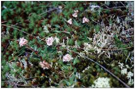 Image result for Plectranthus mandalensis