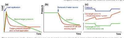 From that point, it begins to divide to form a plant embryo through the process of embryogenesis. Pdf Mechanics And Modeling Of Plant Cell Growth Semantic Scholar