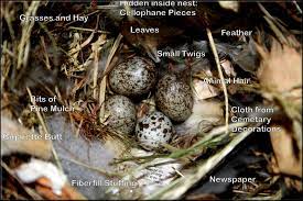 For the most part, incubation of the eggs is done by the female. Photos To Help You Id House Sparrow Nests And Eggs Do Not Allow This Non Native Overpopulated Invasive Species To Reproduce In Manmade Nestboxes Designed To Help Our Native Birds This Is