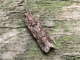 Image result for Teleiopsis diffinis