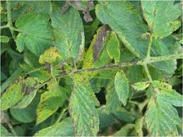 Image result for tomato seedling pseudomonas syringae pv tomato symptoms