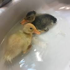 We did not find results for: Pekin Runner Duck Babies Thriftyfun