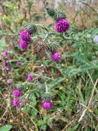 Image result for Carduus