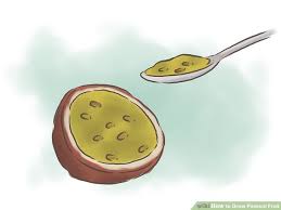 How To Grow Passion Fruit Growing Passion Fruit Passion Fruit Passion Fruit Plant
