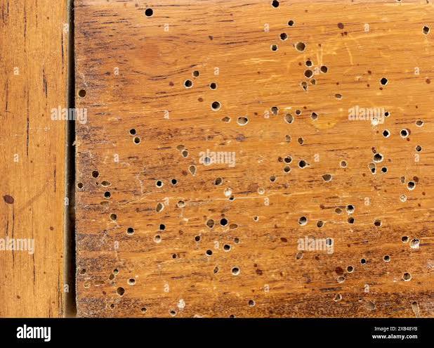 Woodworm infestation hi-res stock photography and images - Alamy