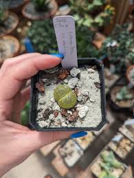 Image result for Lithops lesliei