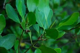 Image result for Ceriops