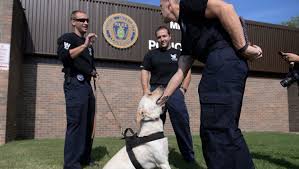 Why MSU has the most K-9 officers in the region