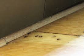 Im sommer kommen ameisen ins haus. Ameisenbekampfung Biologische Mittel Fur Haus Und Rasen Gartenlexikon De