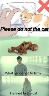 Please Do Not The Cat Know Your Meme If your cat gets a clean bill of health from your veterinarian, think about the times when your cat's meowing loudly or when you notice your cat meows a lot. please do not the cat know your meme