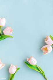 Download Premium Image Of Light Pink Tulips On Blank Blue Background Flower Background Wallpaper Pink Tulips Pink Flowers Wallpaper
