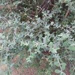 Image result for Cadaba farinosa