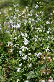 Image result for Salvia coccinea