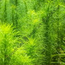Image result for Asparagus petersianus