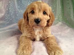 Cockapoo puppies for sale near mn. Male Cockapoos For Sale In Iowa Summer Of 2012 Gorgeous Dogs Cockapoo Puppies Cute Dogs
