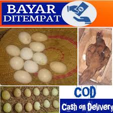 Untuk ayam birma sendiri konon telurnya berwarna hijau. Telur Ayam Bangkok Birma Shopee Indonesia