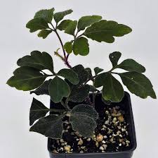 Image result for Mikania